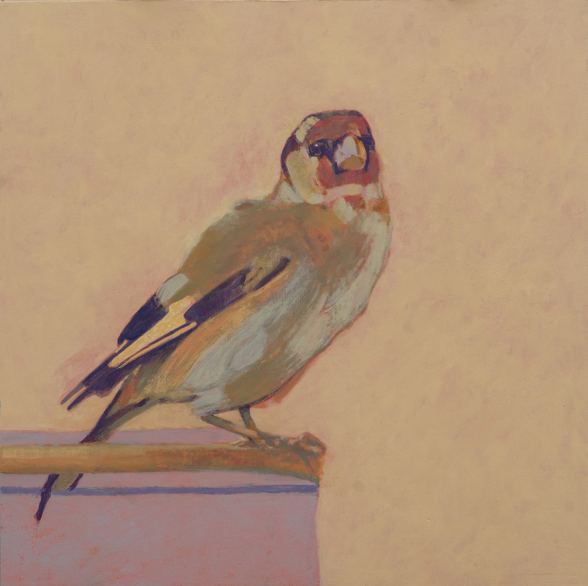 goldfinch, colorful bird, minimal background,