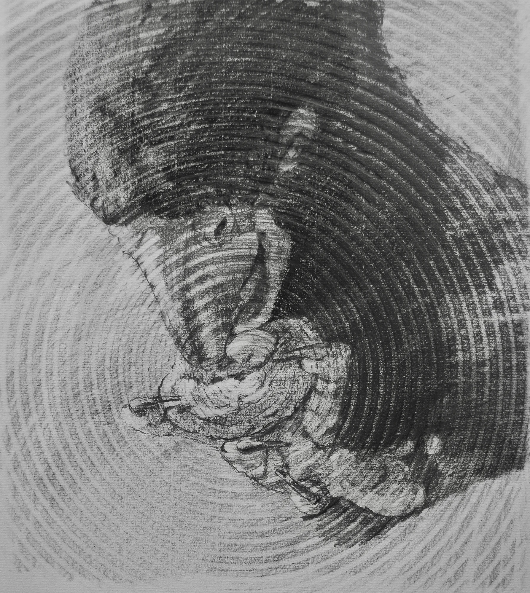 Cockatoo eating a nut drawn with concentric circles in dark and light.